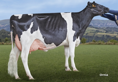 LA PEÑA DAITON DAYSY (VG-85) - FILHA.jpg