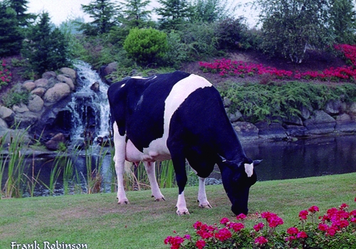 MARKWELL BSTAR E RAVEN (EX-95) - 5ª MÃE.jpg