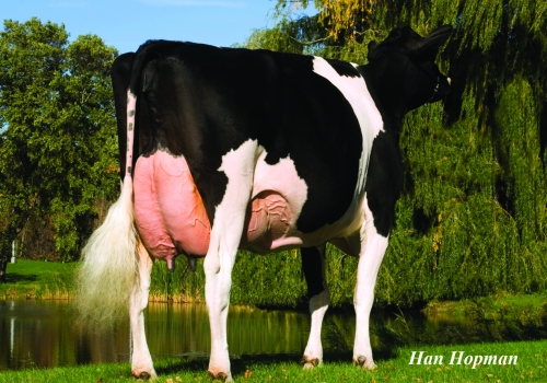MARKWELL DURHAM DAISY (EX-92) - 3ª MÃE (2).jpg