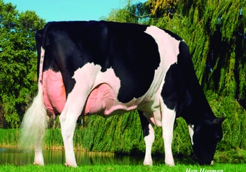 MARKWELL DURHAM DAISY (EX-92) - 3ª MÃE (3).jpg