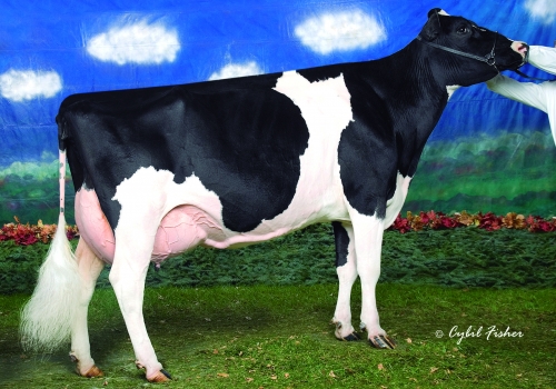 MARKWELL DURHAM DAISY (EX-92) - 3ª MÃE.jpg