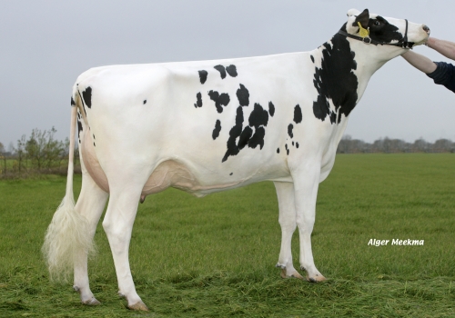 Koepon Shottle Isa 1 VG87_AVO DEFENDER.jpg
