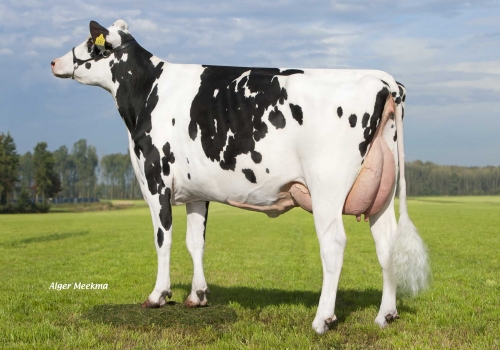 Snowman-VVH-Snowman-Isa-14_MAE DO DEFENDER.jpg