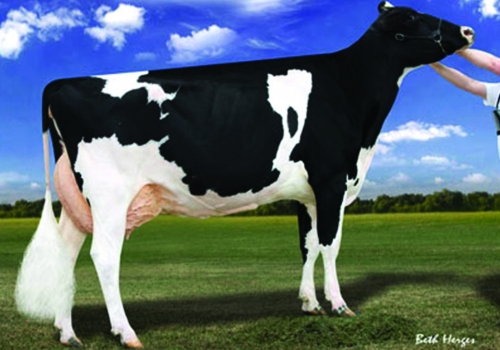 COVE STAR GOLD DOR SURPRISE ET (EX-94) - FILHA.jpg