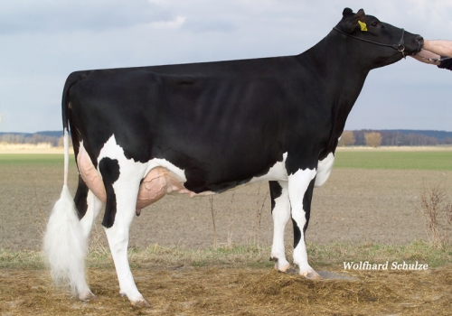 FILHA DE DOR_2_AMINA_MB 86 PONTOS NA 1ª CRIA.jpg