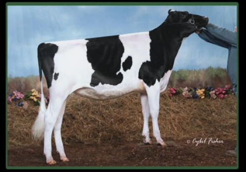 MS DUCKETT DOLMAN DOR SANDRA - FILHA.jpg