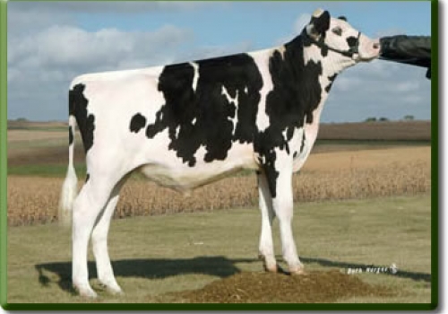 Astrahoe Duplex Ro Rufus.jpg