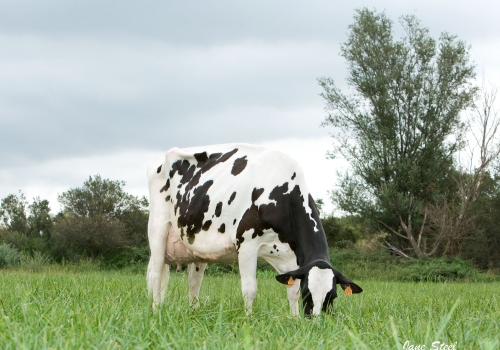 Coromines Duplex Annie (EX-91).jpg
