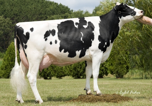 Duplex Astrahoe Roberta Scarlet-ET.jpg