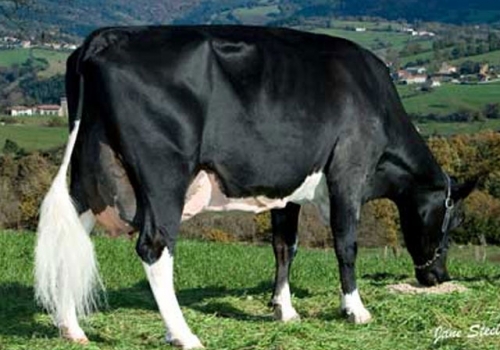 BIÑUELA EMIR CAROL (MB-82) - FILHA.jpg