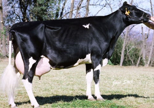 COROMINA EMIR 145 (MB-85) - FILHA.jpg