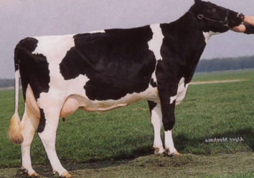 DELTA ESMERALDA (MB-86) - 3ª MÃE.jpg