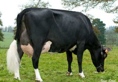 LANDETXE EMIR CORZA (MB-82)  - FILHA.jpg