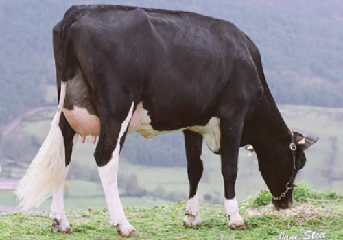 NORZAGARAI EMIR FEEDING - FILHA (2).jpg