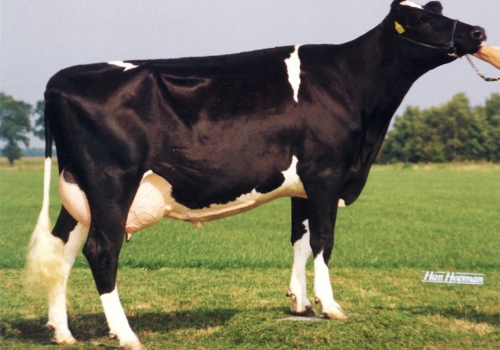 QG LORD LILY ELONKA (MB-86) - MÃE.jpg