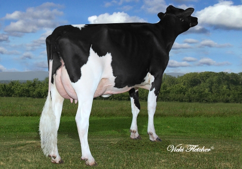 BELFAST M GOLDWYN SHELLY ET (EX-91) - AVÓ (2).jpg