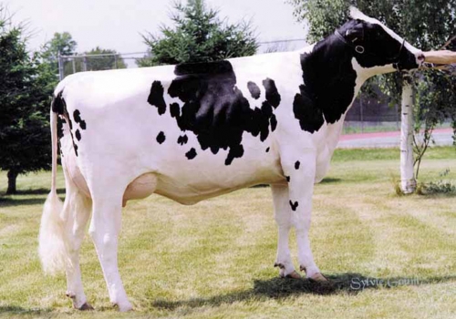 GLEN DRUMMOND SPLENDOR (VG-86) - 5ª MÃE.jpg