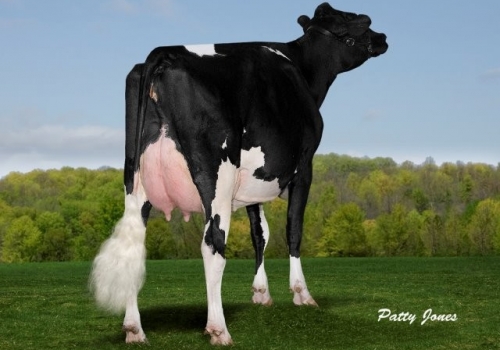ALLYNDALE-I GOLDWYN ALBANY ET (MB-87) - IRMÃ COMPLETA DA AVÓ.jpg
