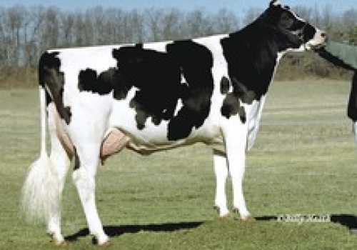 MD DELIGHT STORM AMBERLEE VG88 4 MAE LEXUS.jpg