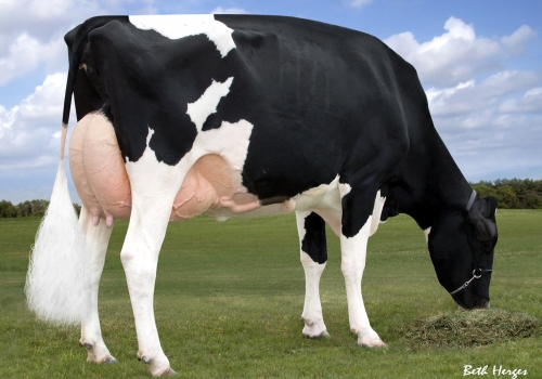 MS ATLEES GOLDWYN ARIEL ET (ÈX-92) - AVÓ (3).jpg