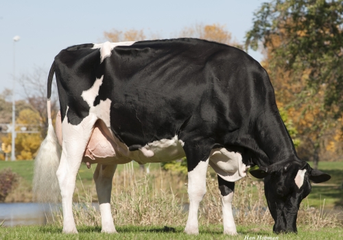 MS ATLEES GOLDWYN ARIEL ET (ÈX-92) - AVÓ.jpg