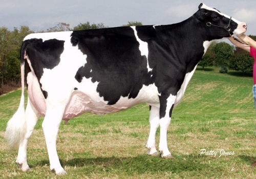 MS KINGSTEAD CHIEF ADEEN-ET EX94_5 MAE LEXUS.jpg