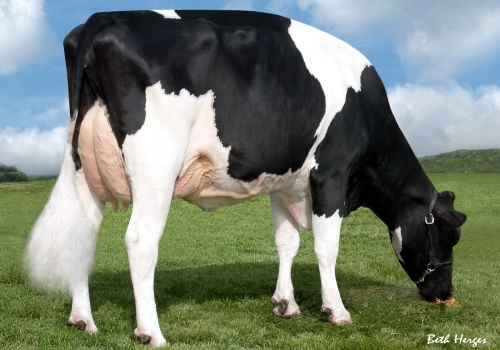 REGANCREST TS BENSHAE ET (MB-88) - MÃE (2).jpg