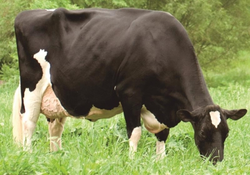 REGANCREST-PR BARBIE ET (EX-92) - AVÓ.jpg