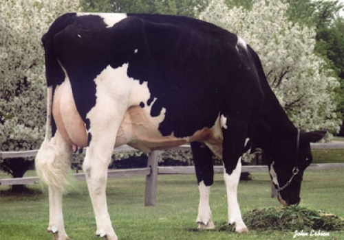 RALMA CHRISTMAS FUDGE ET (MB-88) - 3ª MÃE.jpg