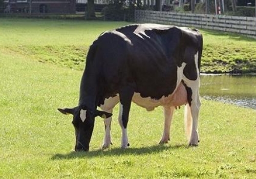 COGENT BOLIVER HEAVEN ET (VG-87) n.jpg