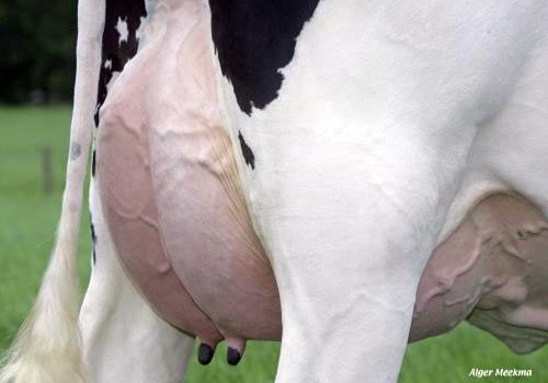 DETALHE DO ÚBERE DE Renske 147_FILHA DE MAZDA.jpg