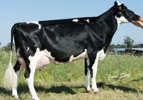 H TOBIAS MAZDA 240.jpg