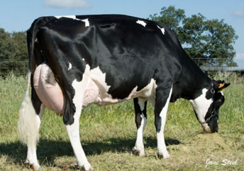 H TOBIAS MAZDA 240-2.jpg