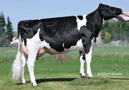 Jetset_GP84_FILHA MAZDA.jpg