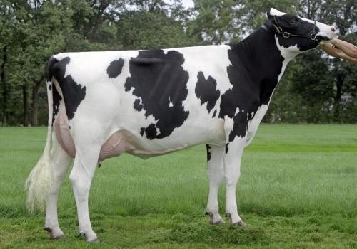 Renske 147_FILHA DE MAZDA.jpg