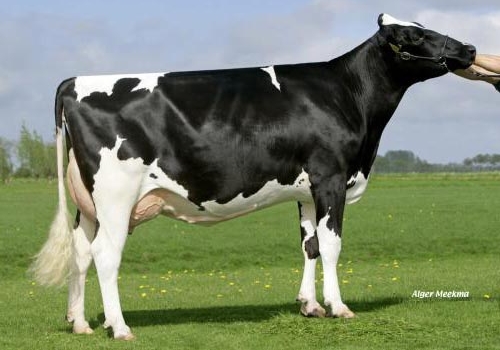 Vera 886_FILHA DE MAZDA.jpg