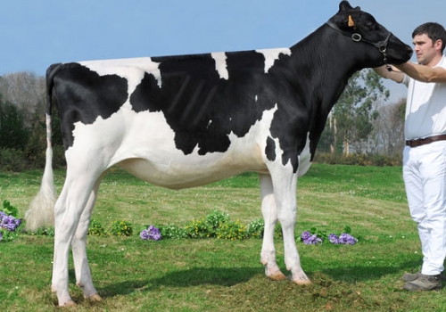 BADIOLA MEGAGENIO DESTREZA - FILHA.jpg