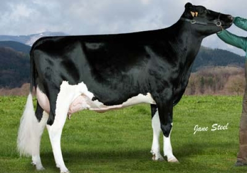 BEHI-ALDE MEGAGENIO 5084 - FILHA.jpg