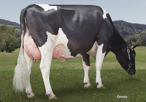 ITZIBAR B MIZUNO 9162 (MB-82) (1).jpg