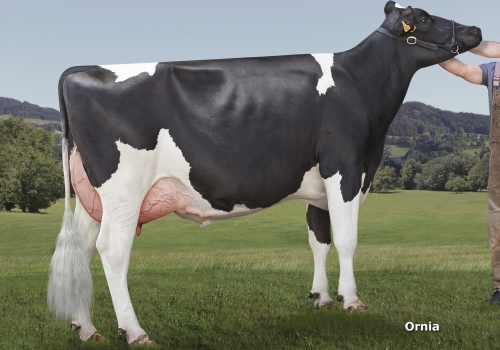 ITZIBAR B MIZUNO 9162 (MB-82) (2).jpg