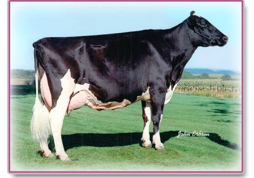 REGANCREST JUROR BRINA ET - 3ª MÃE.jpg