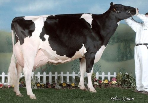 BEZENAND KARONA SALLY (EX-90) -IRMÃ AVÓ.jpg