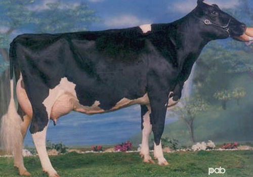 COVE-VALLEY WONDERS WISH (EX-90) - 4ª MÃE.jpg