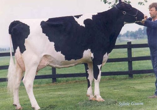 KARONA ASTRE KARMEN (MB-87) - 3ª MÃE.jpg