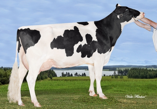 Kingsmill Ashlyns Amada.jpg