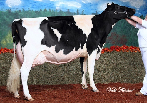 Knonaudale Evike.jpg