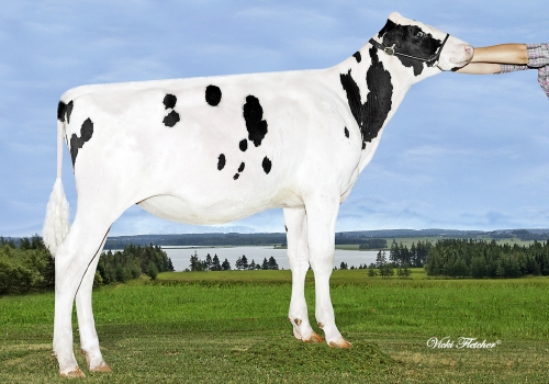 MS Chassity Colt Caser.jpg