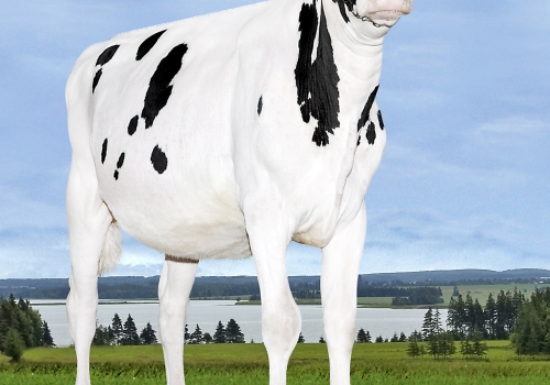 MS Chassity Colt Caser_FRONTAL.jpg