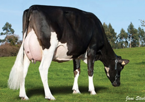 MANTECON SANDOKAN 2674_FILHA