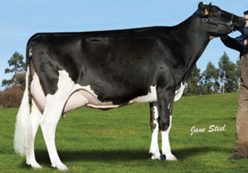 MANTECON SANDOKAN 2674_FILHA